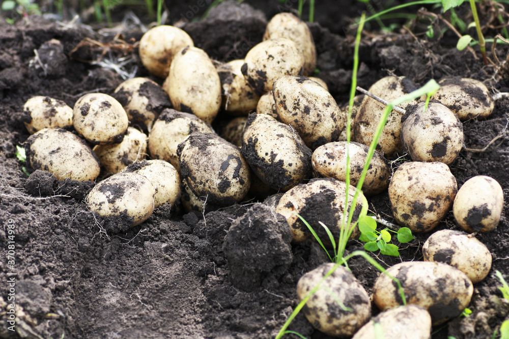 Potatoes dug out of the ground close-up. Potatoes dug out of the ground close-up.