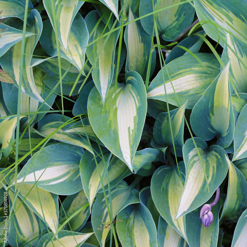 green hosta leaves background
