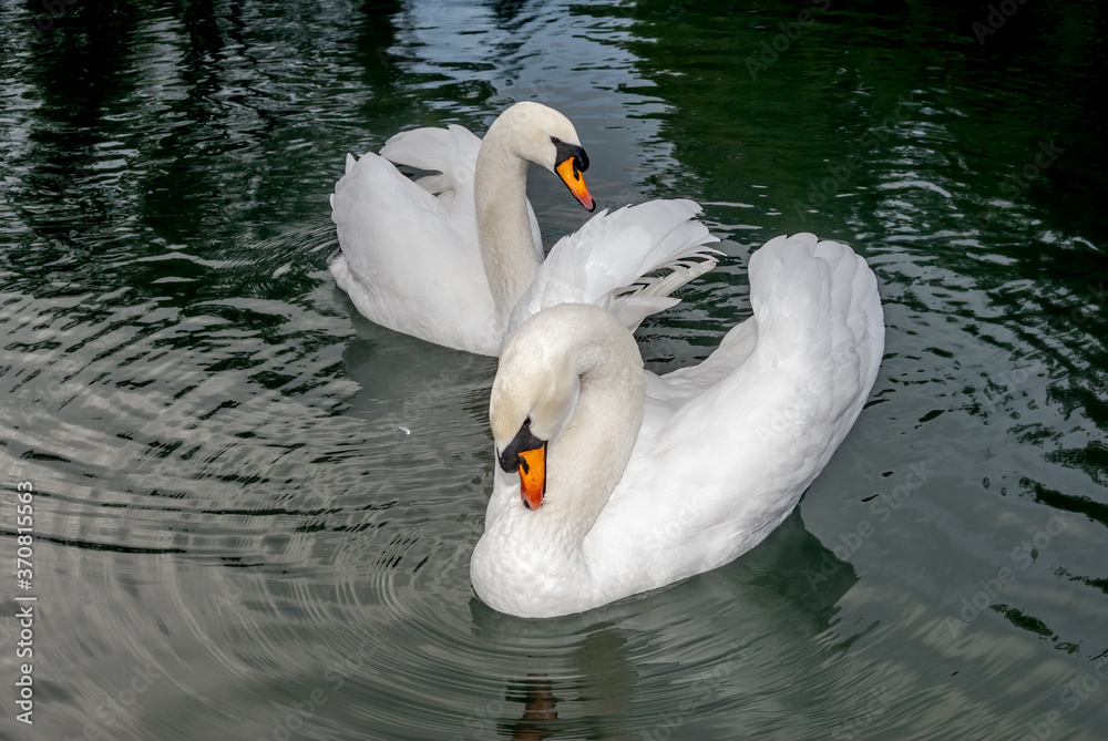 Naklejka premium Mute Swan (Cygnus olor) in park, Abkhazia