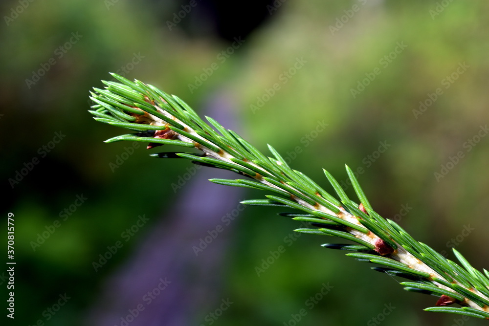 pine branch on a forest background pine branch on a forest background