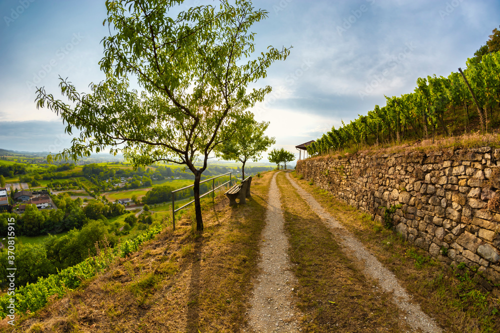 Vineyard in the summer, Castellberg, Schwarzwald