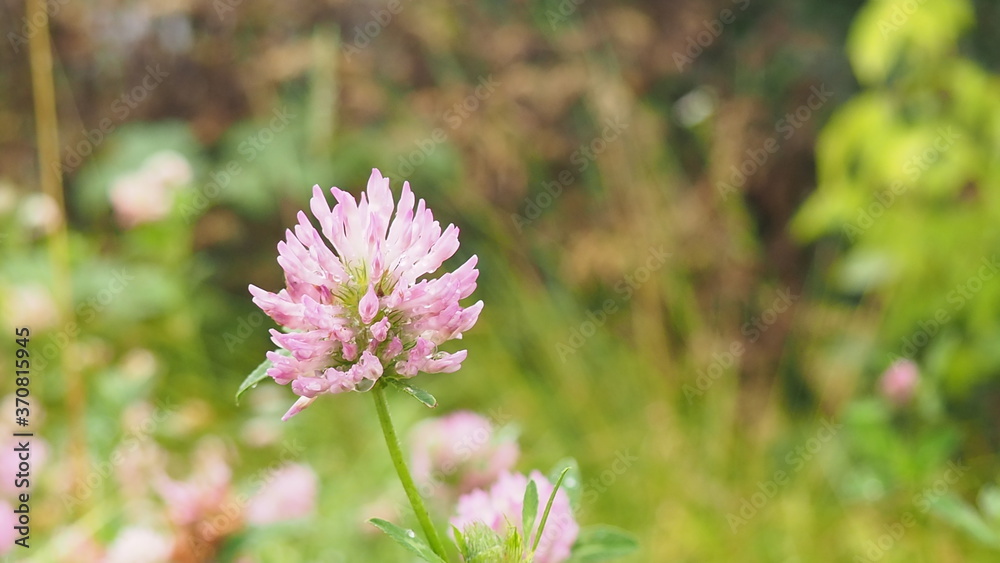 Macro photo of nature plant flower clover. Background texture of a blooming wild flower clover. Image of field red flower clover Macro photo of nature plant flower clover. Background texture of a blooming wild flower clover. Image of field red flower clover