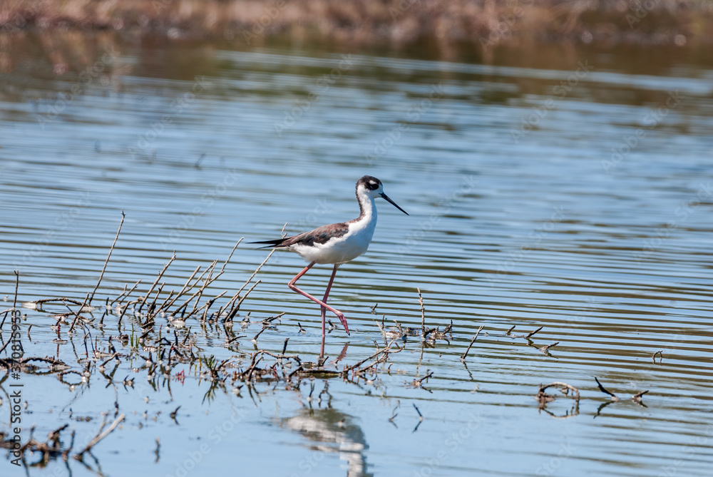 Obraz premium Black-necked Stilt (Himantopus mexicanus) in Salton Sea area, Imperial Valley, California, USA