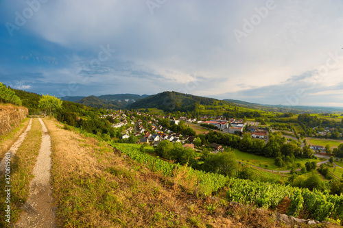 Vineyard in the summer, Castellberg, Schwarzwald