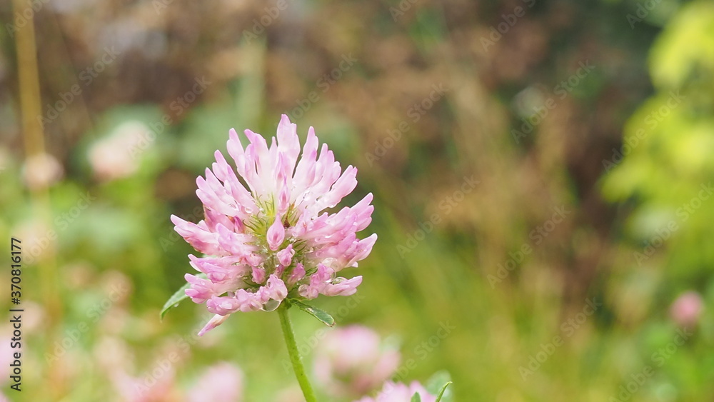 Macro photo of nature plant flower clover. Background texture of a blooming wild flower clover. Image of field red flower clover Macro photo of nature plant flower clover. Background texture of a blooming wild flower clover. Image of field red flower clover