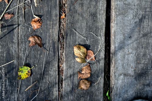 yellowed leaves on old planks