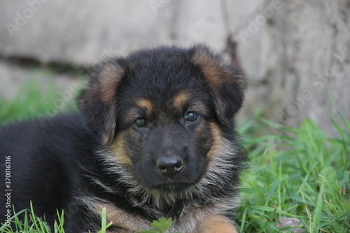 german shepherd dog