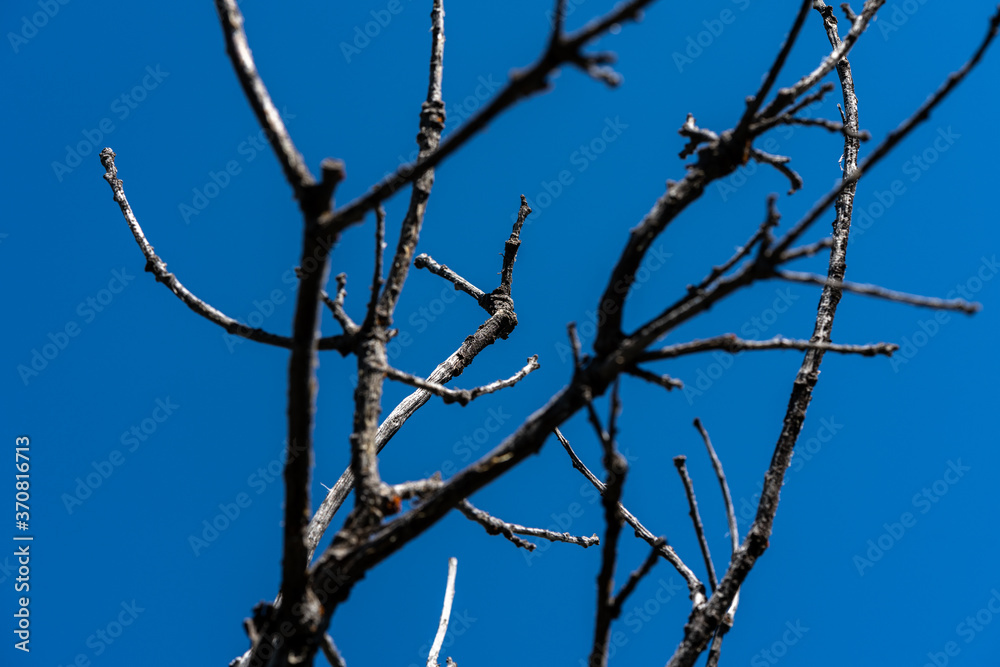 Dead Tree Branches Dead Tree Branches