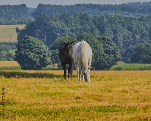 Horses grazing in a field with woodland in the background.