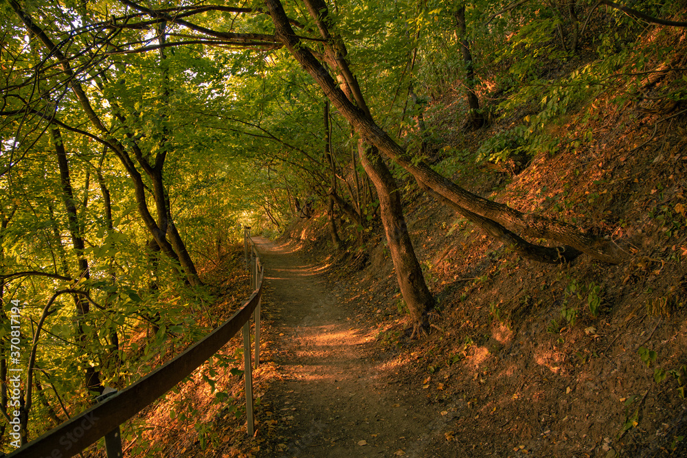 Obraz premium September beautiful park orange evening sun light dirt lonely trail path way between tree