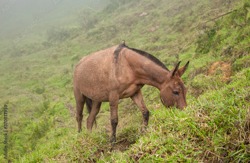 Horse in a pasture in the mountain valley