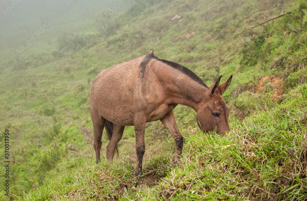 Horse in a pasture in the mountain valley Horse in a pasture in the mountain valley