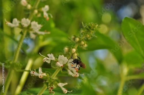 Trigona spinipes bee