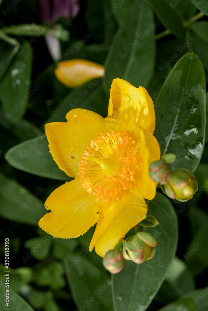 Fototapeta premium Goldencup St. John's Wort (Hypericum patulum) in garden