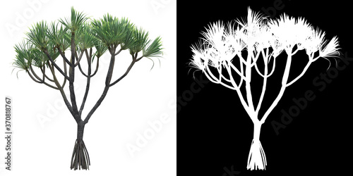 Front view of tree (Pandanus Utilis) png with alpha channel to cutout 3D rendering. For forest and nature compositing.	 photo