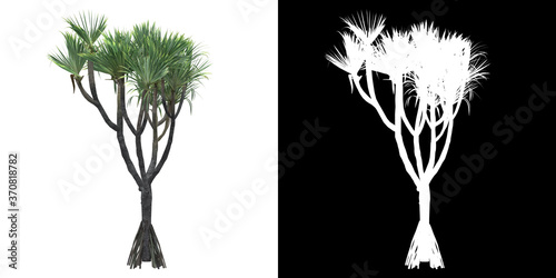 Left view of tree (Pandanus Utilis) png with alpha channel to cutout 3D rendering. For forest and nature compositing.	 photo