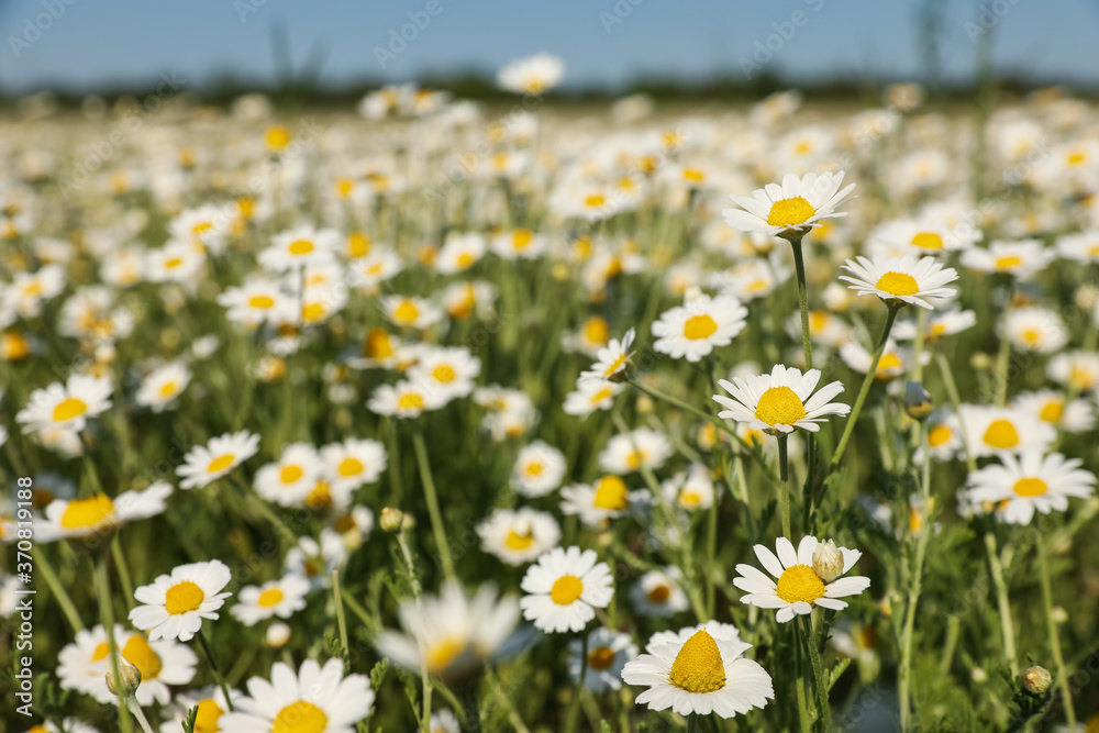 Closeup view of beautiful chamomile field on sunny day Closeup view of beautiful chamomile field on sunny day