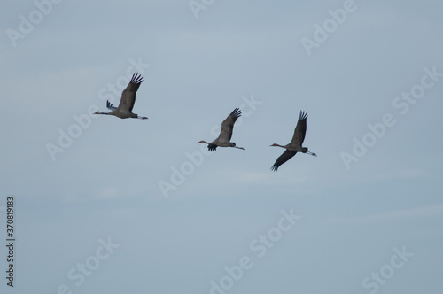 Common cranes Grus grus in flight. Gallocanta Lagoon Natural Reserve. Aragon. Spain.