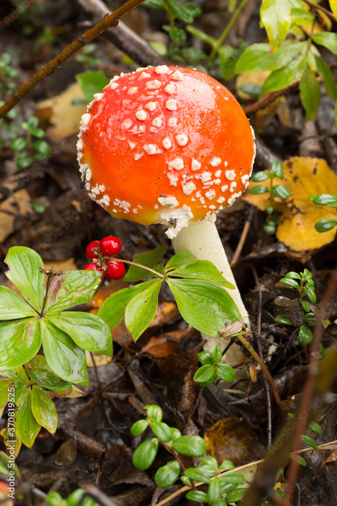 A poisonous Amanita muscaria mushroom on the forest floor near Talkeeetna, Alaska A poisonous Amanita muscaria mushroom on the forest floor near Talkeeetna, Alaska