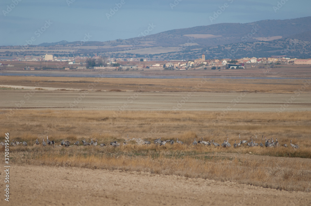 Common cranes Grus grus and Gallocanta village in the background. Gallocanta Lagoon Natural Reserve. Aragon. Spain. Common cranes Grus grus and Gallocanta village in the background. Gallocanta Lagoon Natural Reserve. Aragon. Spain.