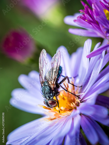 Closeup of Blowfly sucking a New England Aster flower. photo