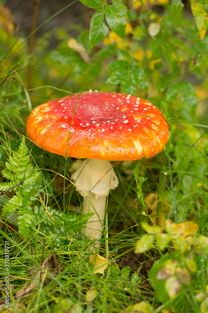 A Fly agaric (Amanita muscaria) mushroom on the forest floor near Talkeetna, Alaska A Fly agaric (Amanita muscaria) mushroom on the forest floor near Talkeetna, Alaska