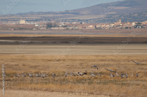Common cranes Grus grus and Gallocanta village in the background. Gallocanta Lagoon Natural Reserve. Aragon. Spain.