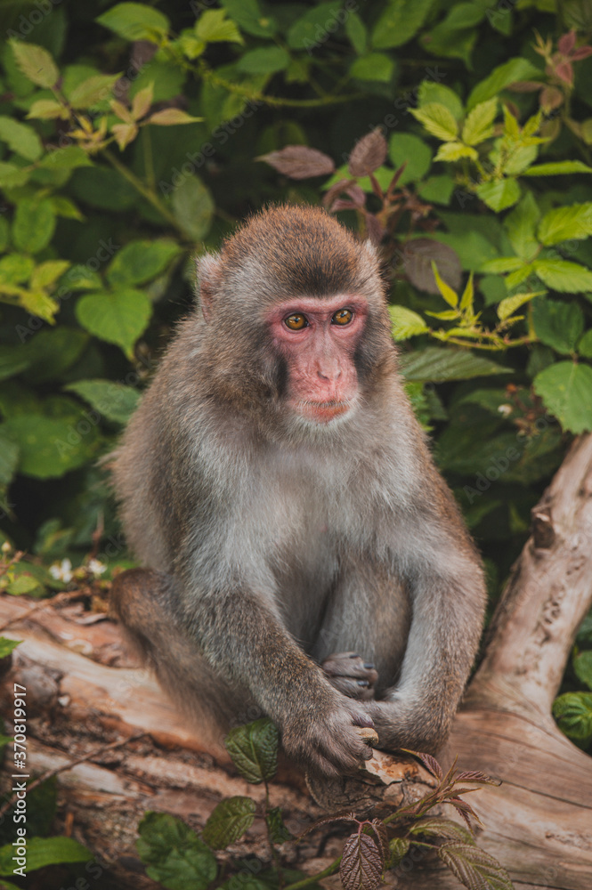 Macaca fuscata