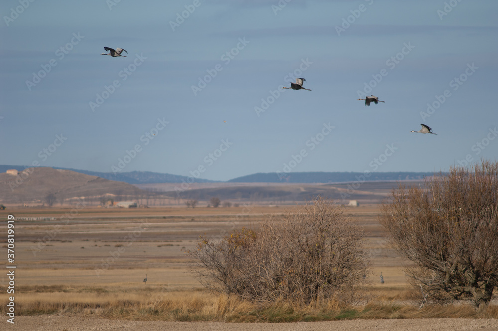 Common cranes Grus grus in flight. Gallocanta Lagoon Natural Reserve. Aragon. Spain. Common cranes Grus grus in flight. Gallocanta Lagoon Natural Reserve. Aragon. Spain.