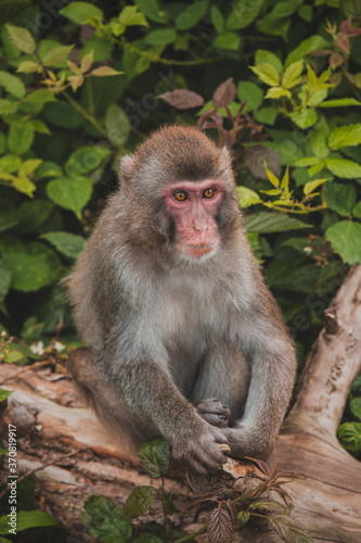 Macaca fuscata