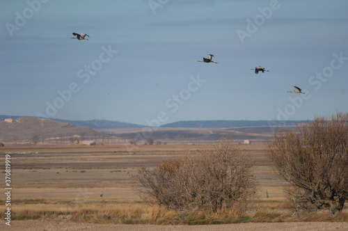 Common cranes Grus grus in flight. Gallocanta Lagoon Natural Reserve. Aragon. Spain.