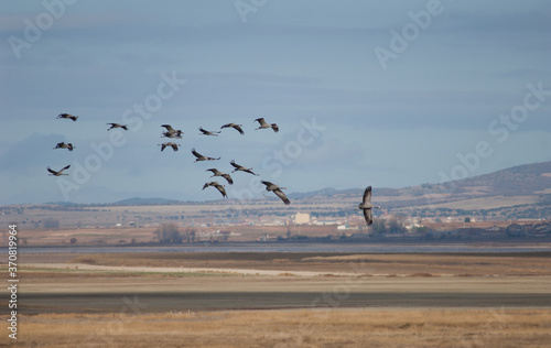 Fotografie Common cranes Grus grus in flight