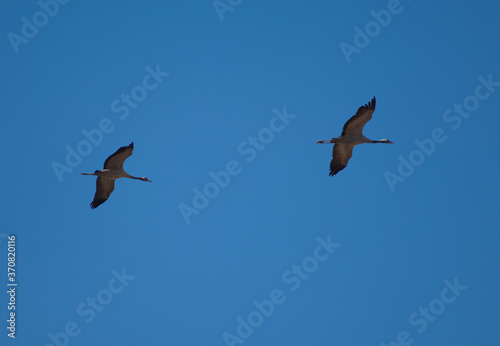 Common cranes Grus grus in flight. Gallocanta Lagoon Natural Reserve. Aragon. Spain.