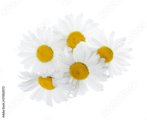 Wallpaper Mural Beautiful fresh chamomile flowers isolated on white Torontodigital.ca