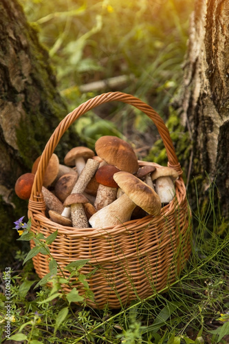 Edible mushrooms porcini in the wicker basket in forest. Nature, summer, autumn, fall harvest