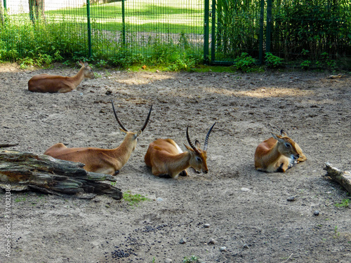 Fototapeta Naklejka Na Ścianę i Meble -  deer in the zoo
