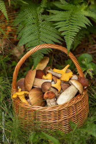 Edible mushrooms porcini in the wicker basket in green grass and fern leaves. Natural, forest, meadow