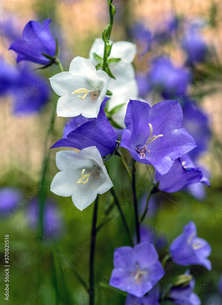 Blooming blue and white bellflowers on a natural background. Selective focus.