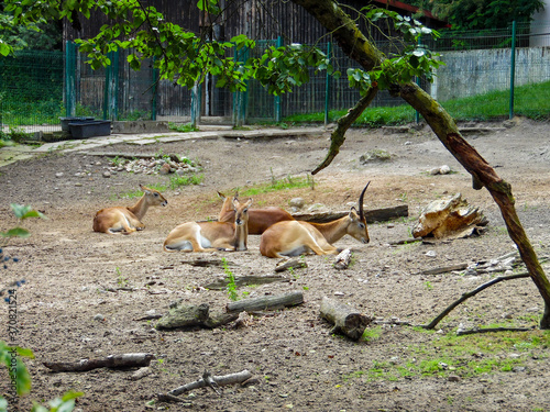 Fototapeta Naklejka Na Ścianę i Meble -  deer in the forest