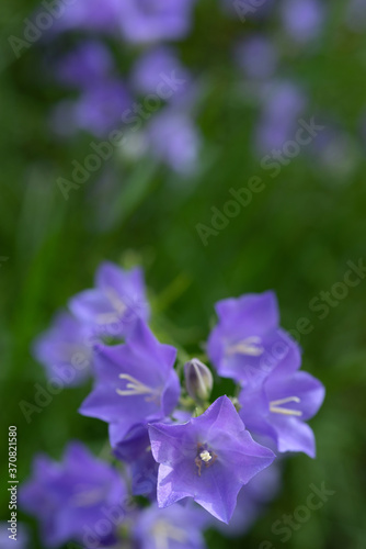 Blooming blue bellflowers on a natural background. Selective focus.
