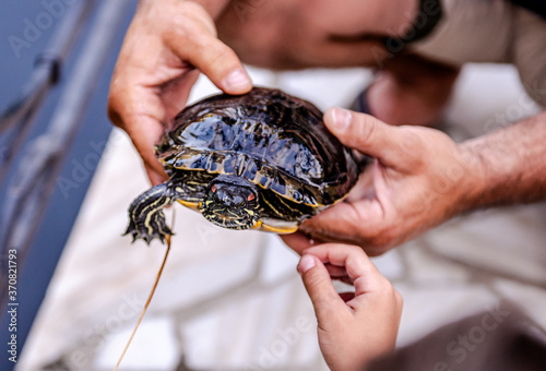 a turtle in the hands of a man. The man caught the turtle. Pond slider. In the hands of a turtle. A man shows a turtle to children