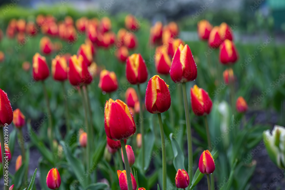 Nice color tulip flowers after the spring rain nature flora Nice color tulip flowers after the spring rain nature flora