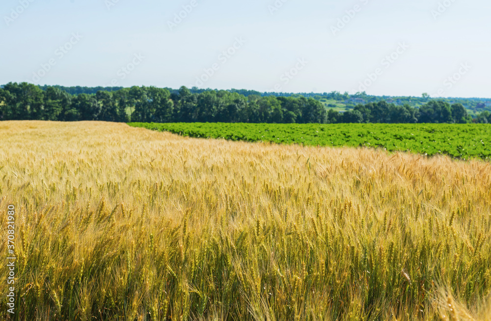 Two fields are yellow and green.