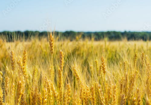 Wheat field with ripe ears  close-up.