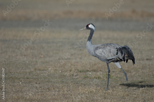 Common crane Grus grus without a leg. Gallocanta Lagoon Natural Reserve. Aragon. Spain.