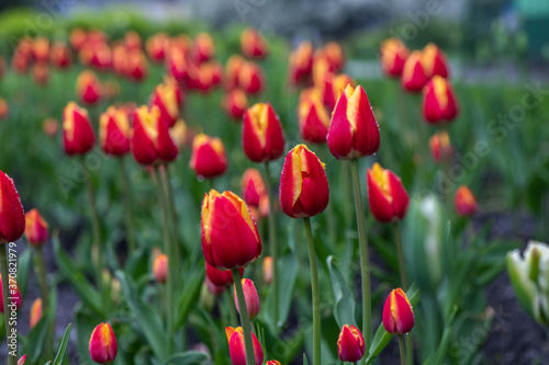 Nice color tulip flowers after the spring rain nature flora