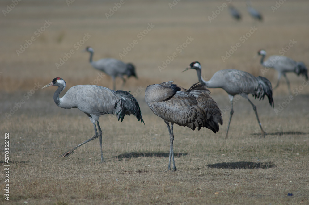 Obraz premium Common cranes Grus grus. Young preening to the right. Gallocanta Lagoon Natural Reserve. Aragon. Spain.