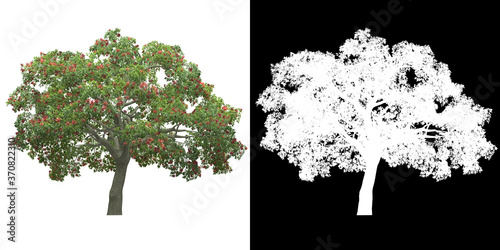 Left view of tree (Erythrina) png with alpha channel to cutout 3D rendering. For forest and nature compositing.	 photo