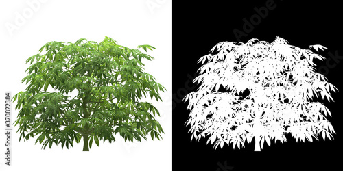 Front view of tree (Fatsia) png with alpha channel to cutout 3D rendering. For forest and nature compositing.	 photo