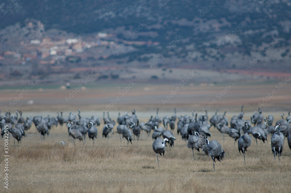 Common cranes Grus grus preening. Gallocanta Lagoon Natural Reserve. Aragon. Spain.